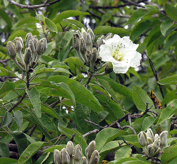 Ipomoea arborescens httpsuploadwikimediaorgwikipediacommons77