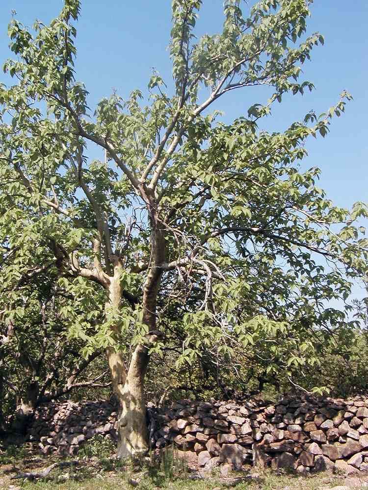 Ipomoea arborescens Alamos Trees Ipomoea arborescens