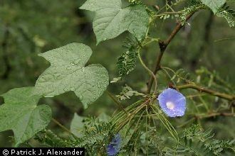 Ipomoea hederacea Plants Profile for Ipomoea hederacea ivyleaf morningglory
