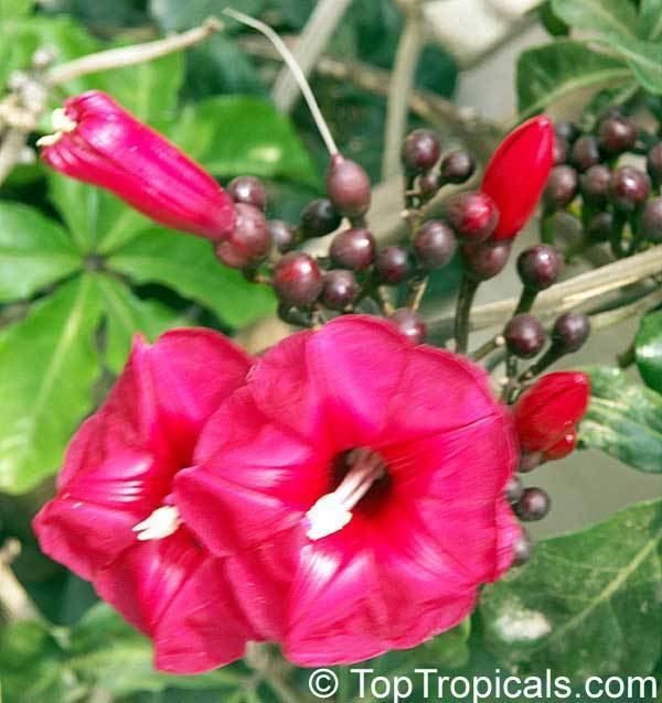 Ipomoea horsfalliae Ipomoea horsfalliae Cardinal Creeper TopTropicalscom