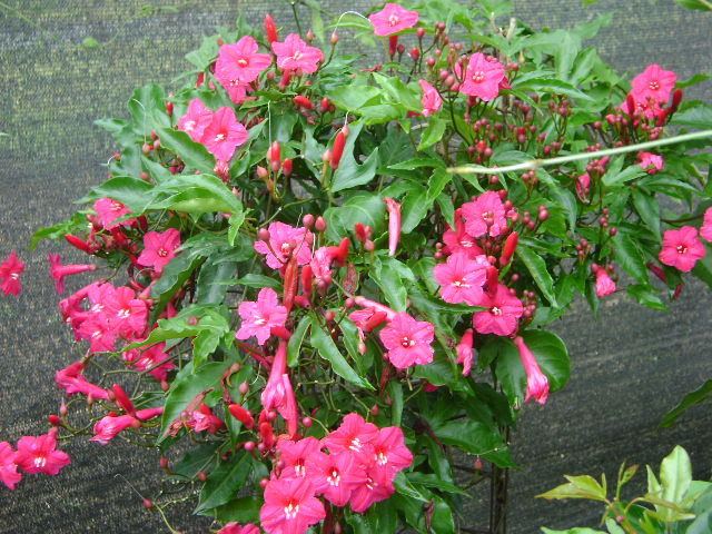 Ipomoea horsfalliae creeper climber