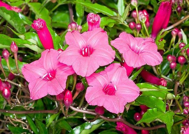 Ipomoea horsfalliae Dr Giuseppe MAZZA Journalist Scientific photographer gt Ipomoea