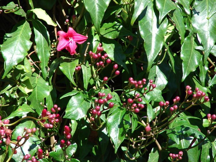 Ipomoea horsfalliae uploadwikimediaorgwikipediacommons119Starr