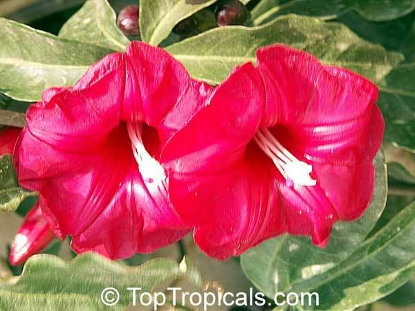 Ipomoea horsfalliae Ipomoea horsfalliae Cardinal Creeper TopTropicalscom