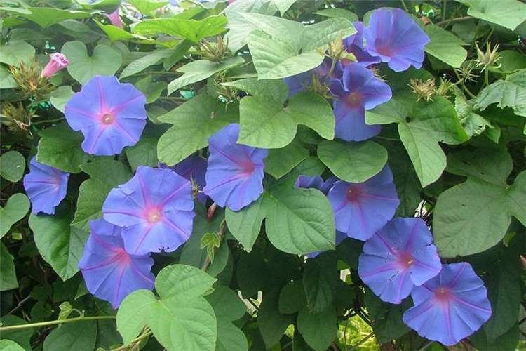 Ipomoea indica Factsheet Ipomoea indica Blue Morning Glory