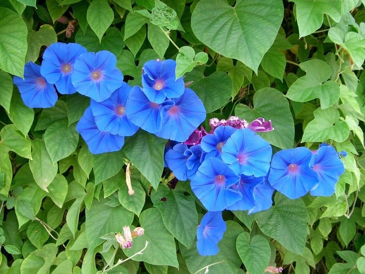 Ipomoea indica FileCampanetes de jardi Ipomoea indicajpg Wikimedia Commons