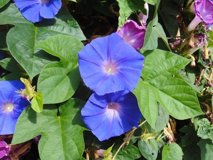 Ipomoea indica CalPhotos Ipomoea indica Blue Dawn Flower