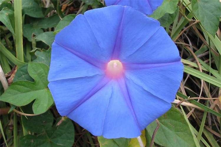 Ipomoea indica keyslucidcentralorgkeysv3eafrinetweedskeyw