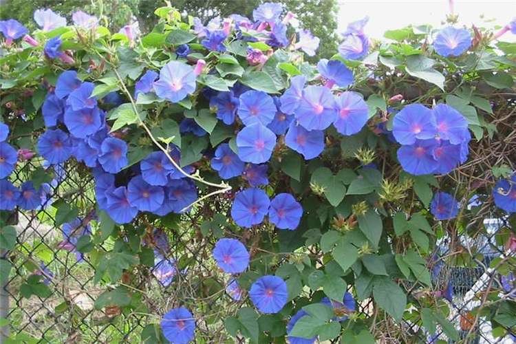 Ipomoea indica Factsheet Ipomoea indica Blue Morning Glory