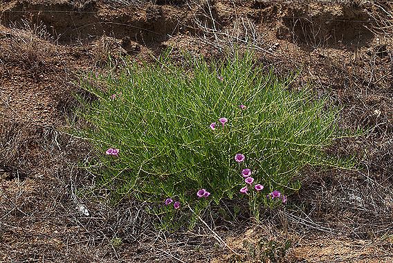 Ipomoea leptophylla Ipomoea leptophylla Colorado Wildflowers