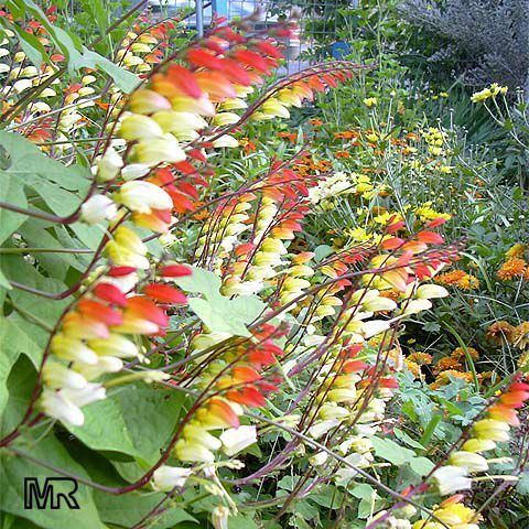 Ipomoea lobata Ipomoea lobata Ipomoea versicolor Mina lobata Quamoclit lobata