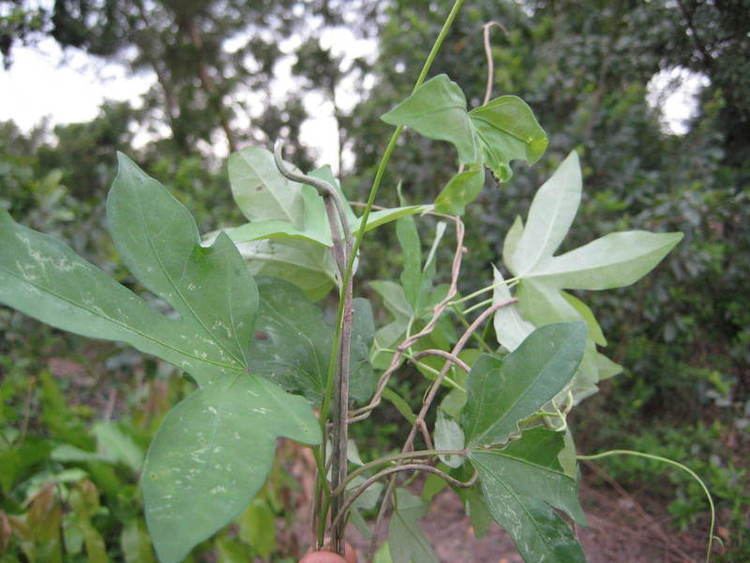 Ipomoea mauritiana West African Plants A Photo Guide Ipomoea mauritiana Jacq