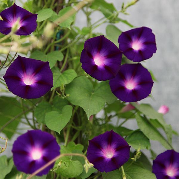Ipomoea nil Buy morning glory Ipomoea nil 39Grandpa Ott39 Delivery by Crocus