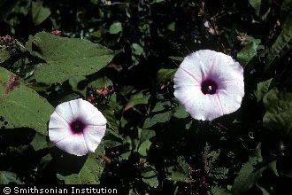 Ipomoea obscura Plants Profile for Ipomoea obscura obscure morningglory