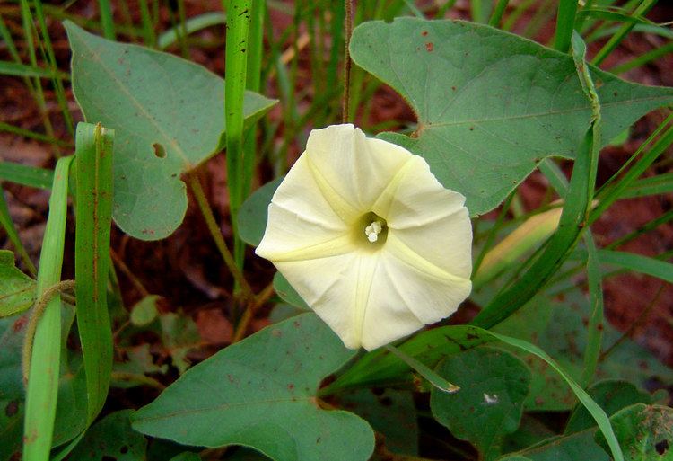 Ipomoea obscura Flora of Zambia Species information individual images Ipomoea obscura