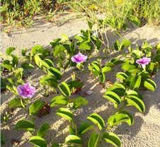 Ipomoea pes-caprae Ipomoea pescaprae