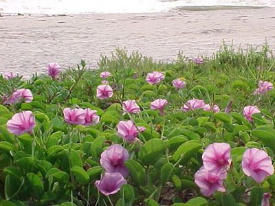 Ipomoea pes-caprae wwwseabeancom A SeaBean Guide Railroad Vine Ipomoea pescaprae