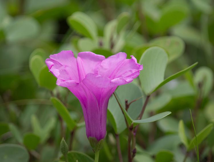 Ipomoea pes-caprae Ipomoea pescaprae Wikipedia