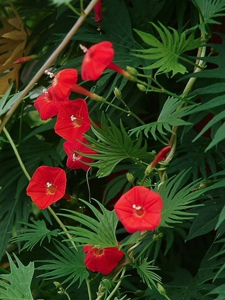 Ipomoea quamoclit Ipomoea quamoclit Cypressvine morningglory Go Botany