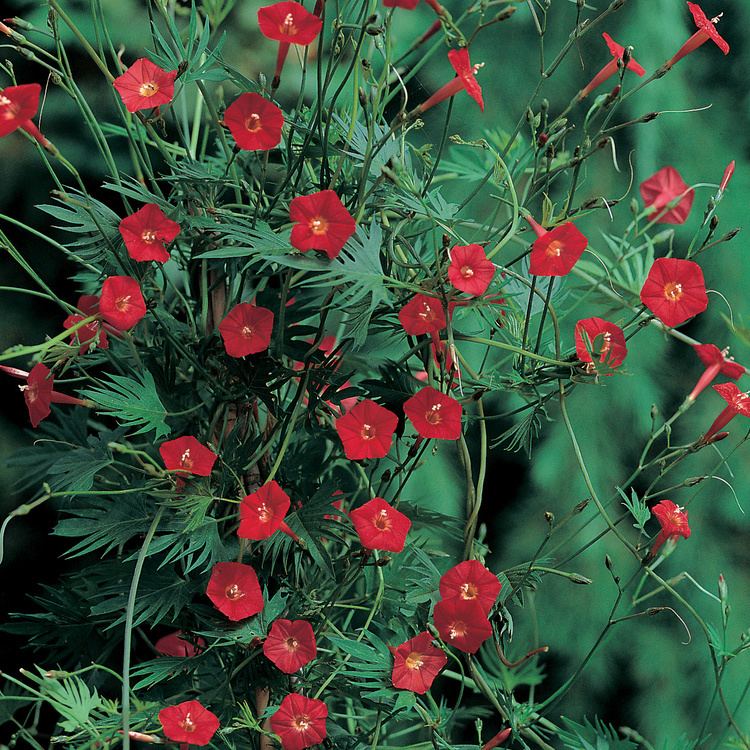 Ipomoea quamoclit Ipomoea quamoclit Red Cardinal Cypress Vine Dobbies Garden Centres