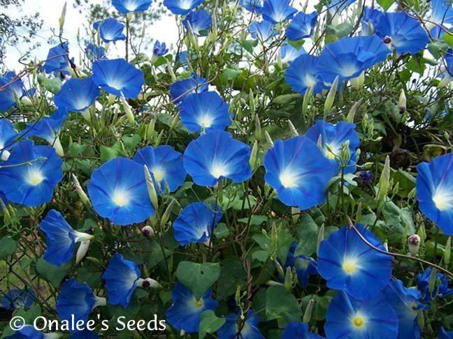 Ipomoea tricolor Heavenly Blue Morning Glory Seeds Ipomoea tricolor