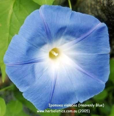 Ipomoea violacea Ipomoea violacea 39Heavenly Blue39 seed Herbalistics