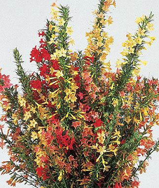 Ipomopsis Hummingbird Mix Ipomopsis Seeds and Plants Annual Flower Garden at