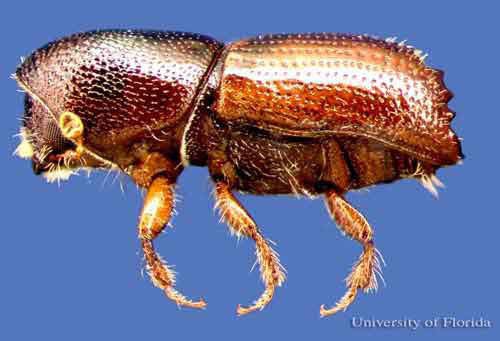Ips (beetle) Ips engraver beetles Scolytinae