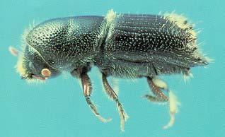 Ips (beetle) Ips Bark Beetles in the South FIDL