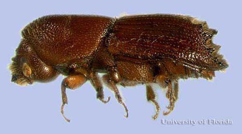Ips (beetle) Ips engraver beetles Scolytinae