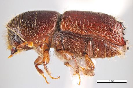 Ips (beetle) Ips Beetles Fort Collins Tree Care