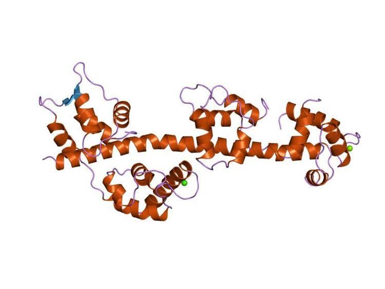 IQ calmodulin-binding motif