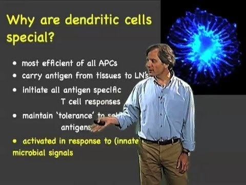Ira Mellman Dendritic cells Ira Mellman Genentech YouTube