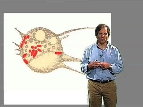 Ira Mellman Innate and adaptive immunity Ira Mellman Genentech YouTube