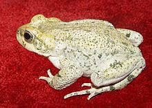Iranian earless toad httpsuploadwikimediaorgwikipediacommonsthu