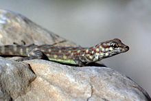 Iranian rock gecko httpsuploadwikimediaorgwikipediacommonsthu