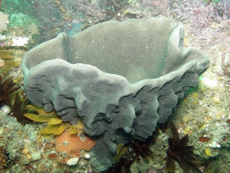 Ircinia Eastern Cape Scuba Diving
