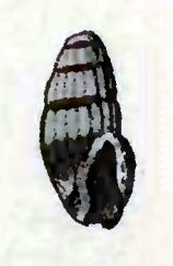 Iredalea pupoidea