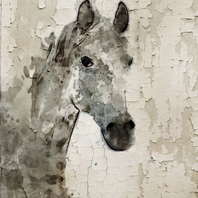 Irena Orlov Grey Horse Canvas Print by Irena Orlov Farmhouse Prints And