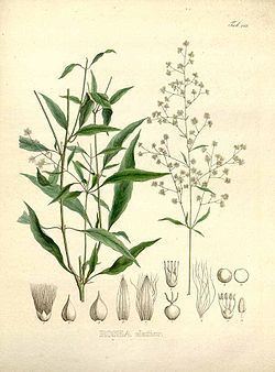 Iresine angustifolia httpsuploadwikimediaorgwikipediacommonsthu