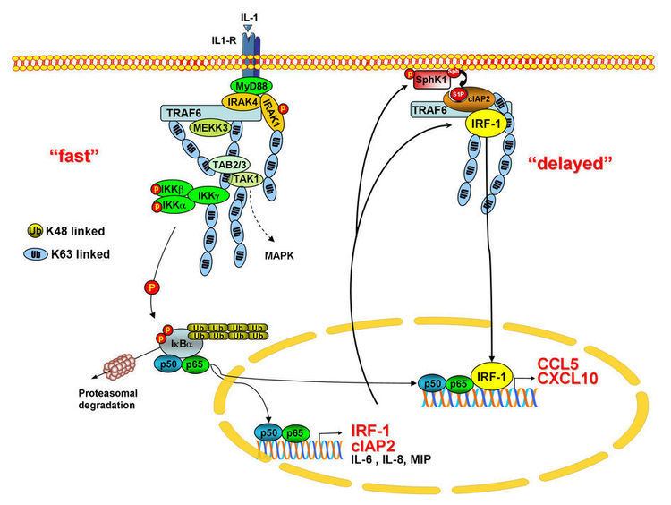 IRF1 Working model of cIAP2mediated activation of IRF1 K63linked