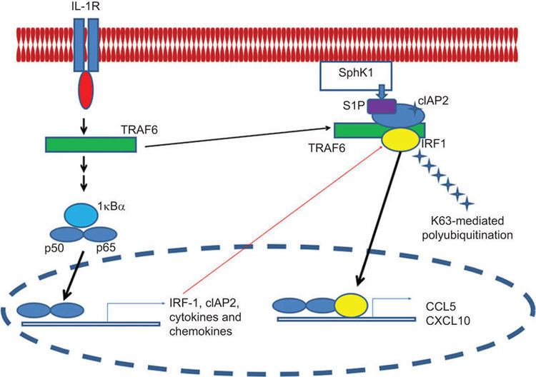 IRF1 Cellular amp Molecular Immunology Figure 1 for article K63linked