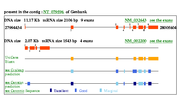 IRF5 Genatlas sheet