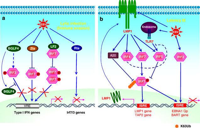 IRF7 Genes and Immunity Figure 2 for article IRF7 activation