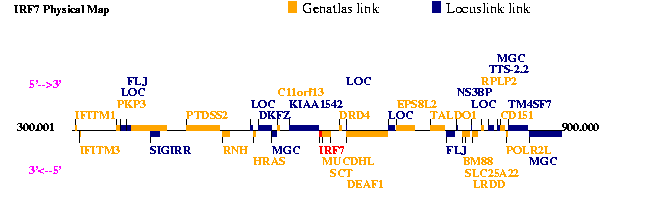 IRF7 Genatlas sheet