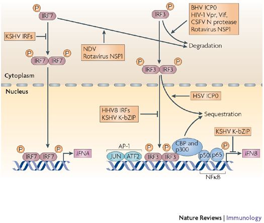 IRF7 Inhibition of interferonregulatory factor 3 IRF3 and IRF7