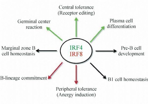 IRF8 IRF4 and IRF8 governing the virtues of B lymphocytes