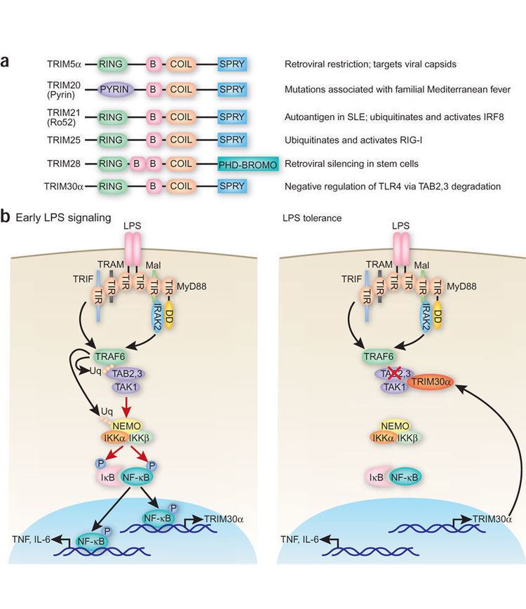 IRF8 Figure 1 TRIMing down Tolls Nature Immunology
