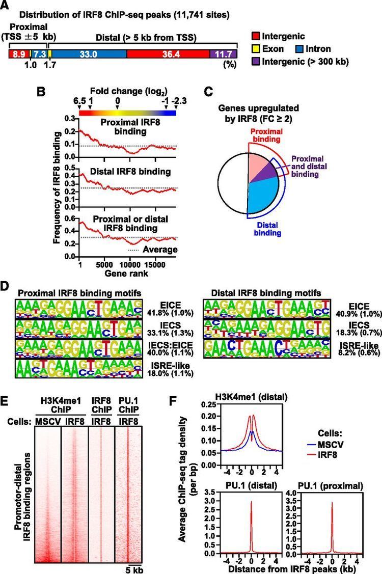 IRF8 Essential role of the IRF8KLF4 transcription factor cascade in
