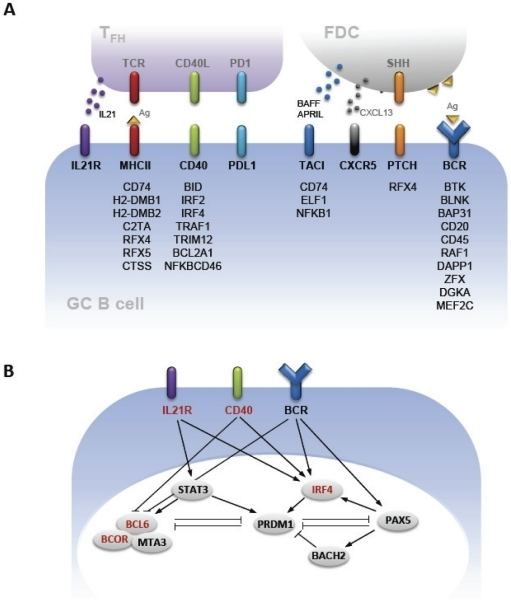 IRF8 IRF8 Governs Expression of Genes Involved in Innate and Adaptive
